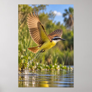 Großer Kiskadee im Flug – Unteres Rio Grande Valle Poster
