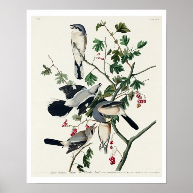 Großer Krautkragen oder Butcher Bird von Audubon Poster (Vorne)