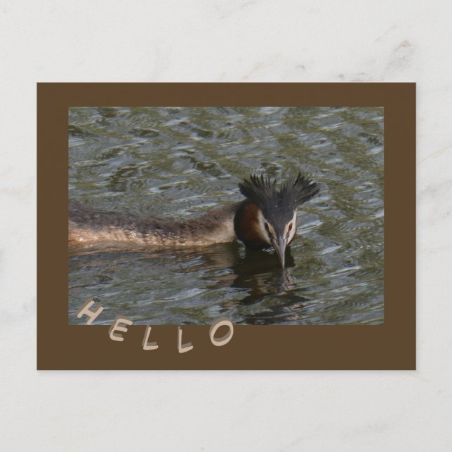 Großer Kreistenkruste. HELLO Postcard Postkarte (Vorderseite)