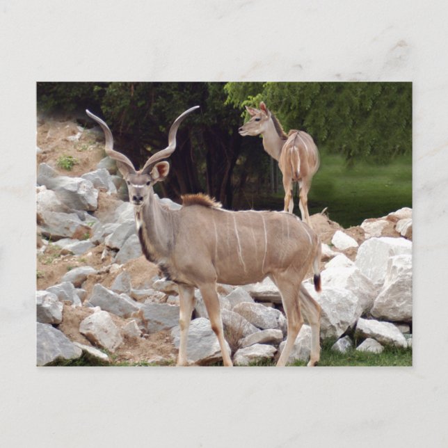 größer-kudu-10 postkarte (Vorderseite)