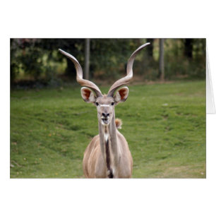 größer-kudu-2