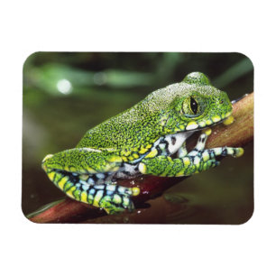 Großer Laubfrosch, Leptopelis vermiculatus, Magnet