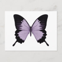 Großer lila und schwarzer Schmetterling