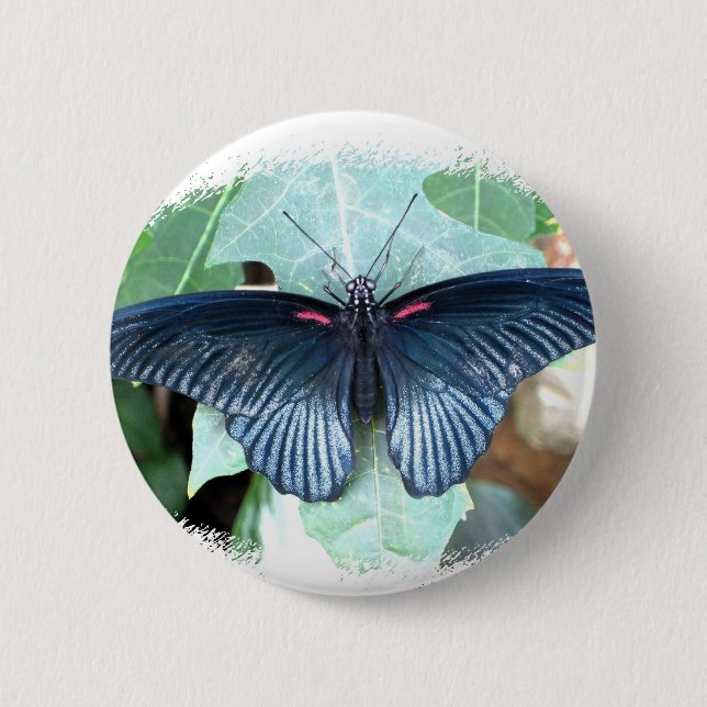 Großer Mormone-Tropischer Schmetterling Button (Vorderseite)