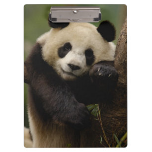 Großer Panda Ailuropoda melanoleuca) Familie Klemmbrett