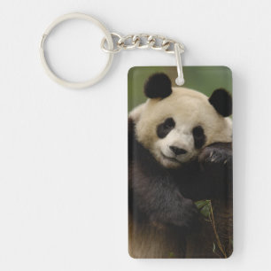 Großer Panda Ailuropoda melanoleuca) Familie Schlüsselanhänger