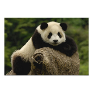 Großer Panda-Baby (Ailuropoda melanoleuca) Fotodruck
