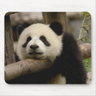 Großer Panda-Baby (Ailuropoda melanoleuca) Mousepad