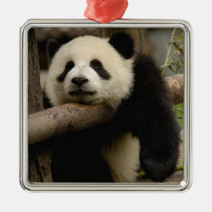 Großer Panda-Baby (Ailuropoda melanoleuca) Silbernes Ornament