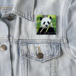 Großer Panda, der Bambus hält Button