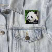 Großer Panda, der Bambus isst