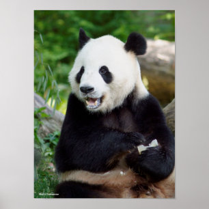 Großer Panda, der Bambus isst Poster