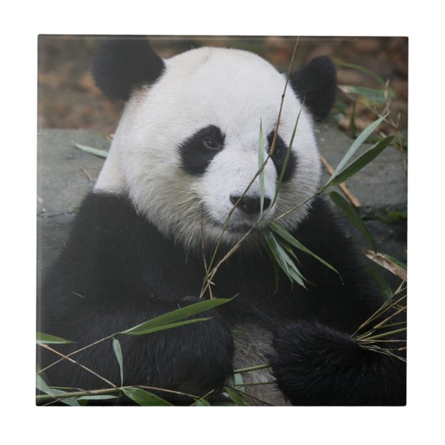 Großer Panda Fliese (Vorderseite)