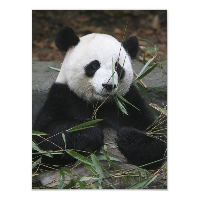 Großer Panda Fotodruck (Vorne)