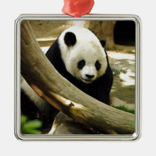 Großer Panda Gao Gao am San Diego Zoo Silbernes Ornament