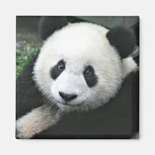 Großer Panda im grünen Gras Magnet (Vorne)