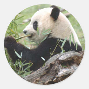 Großer Panda Runder Aufkleber