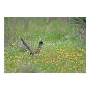 Großer Roadrunner, Geococcyx Fotodruck