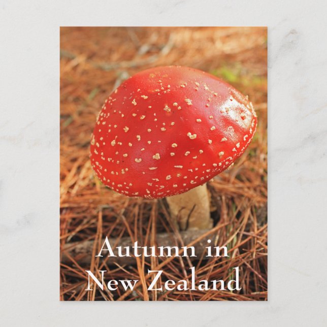 Grosser, roter Hocker, Herbst in Neuseeland Postkarte