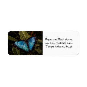 Großer, schöner, blauer Schmetterling