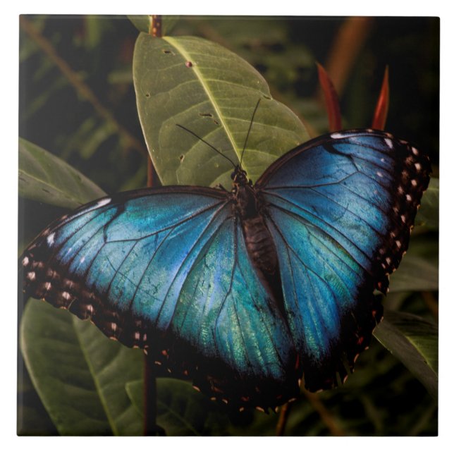 Großer, schöner, blauer Schmetterling Fliese (Vorderseite)