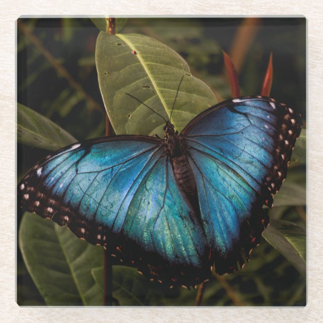 Großer, schöner, blauer Schmetterling Glasuntersetzer (Vorderseite)