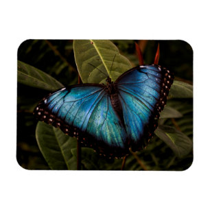 Großer, schöner, blauer Schmetterling Magnet