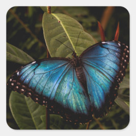Großer, schöner, blauer Schmetterling Quadratischer Aufkleber