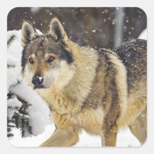 Großer schöner grauer Wildwolf im Schnee Quadratischer Aufkleber
