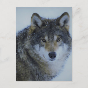 Großer schöner grauer Wolf in der Wildnis Postkarte