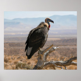 Großer schöner Vogel Poster