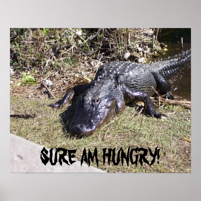 Großer schwarzer Alligator Poster (Vorne)