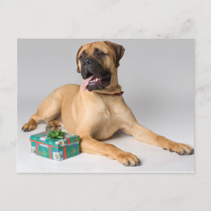Großer Stammhund mit Weihnachtsgeschenk Feiertagspostkarte