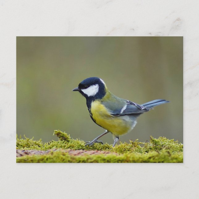 Großer Tittenvogel Postkarte (Vorderseite)
