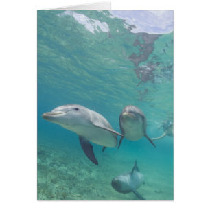 Großer Tümmler Tursiops truncatus