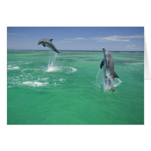 Großer Tümmler Tursiops truncatus