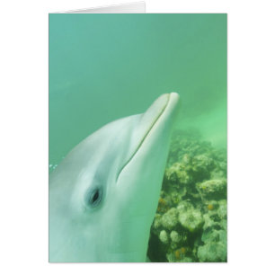Großer Tümmler Tursiops truncatus