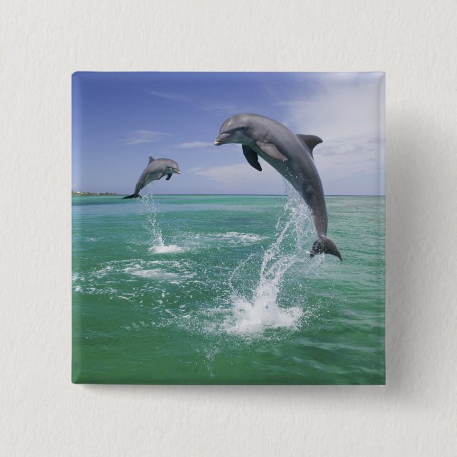 Großer Tümmler Tursiops truncatus Button (Vorderseite)