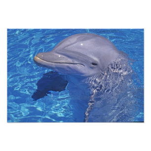 Großer Tümmler, Tursiops Truncatus Fotodruck