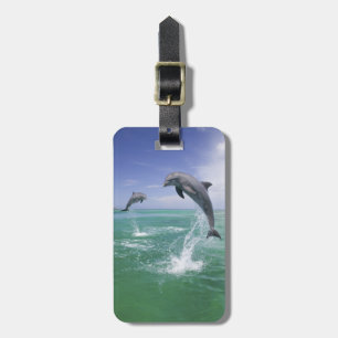 Großer Tümmler Tursiops truncatus Gepäckanhänger