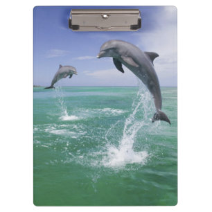Großer Tümmler Tursiops truncatus Klemmbrett