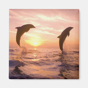 Großer Tümmler Tursiops truncatus Magnet