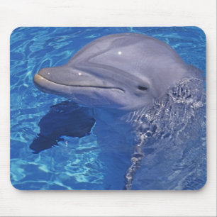 Großer Tümmler, Tursiops Truncatus Mousepad