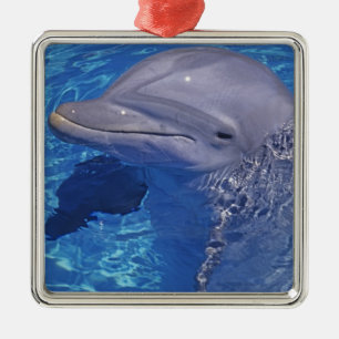Großer Tümmler, Tursiops Truncatus Ornament Aus Metall