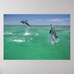 Großer Tümmler Tursiops truncatus Poster