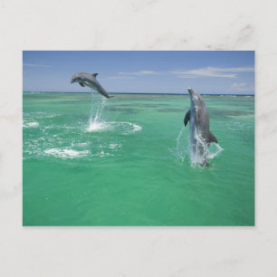 Großer Tümmler Tursiops truncatus Postkarte