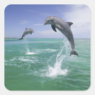 Großer Tümmler Tursiops truncatus Quadratischer Aufkleber