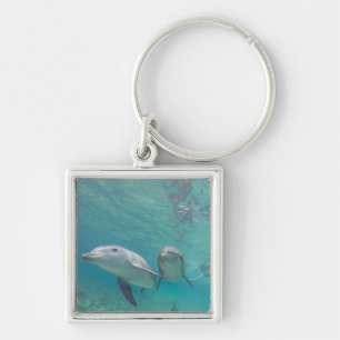 Großer Tümmler Tursiops truncatus Schlüsselanhänger