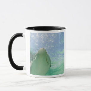 Großer Tümmler Tursiops truncatus) Tasse