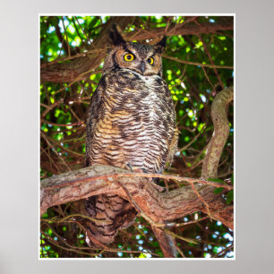 Großer Uhu Poster Tierwelt Vogel Kunst
